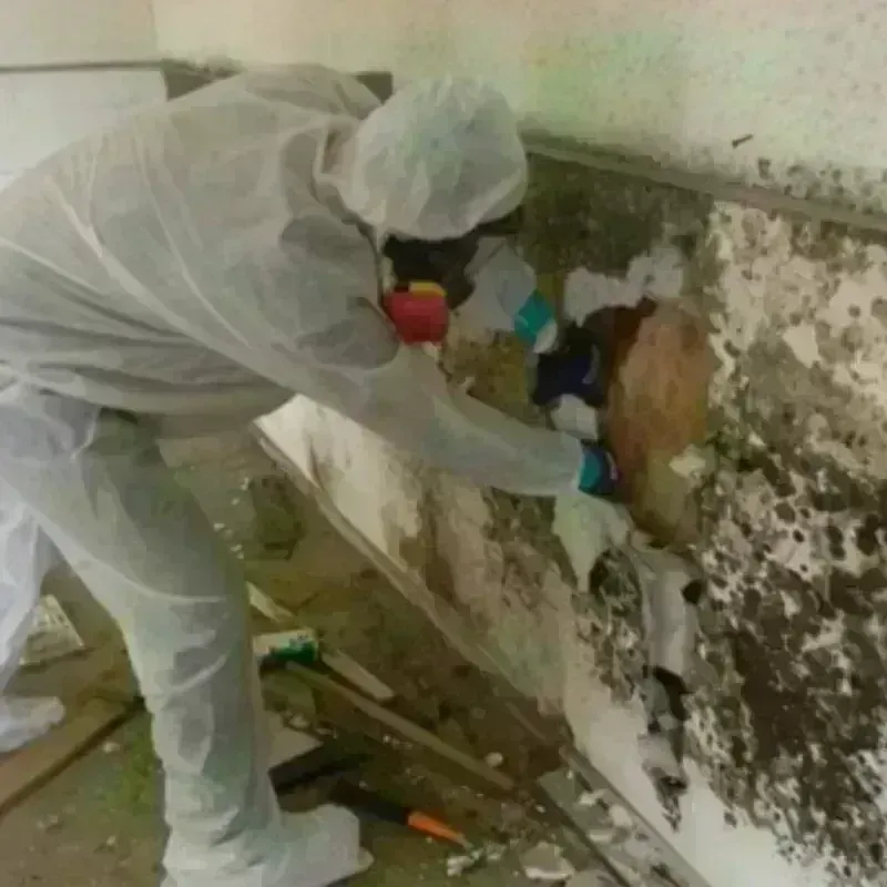 Mold Remediation and Removal in Denmark, ME